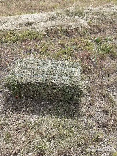 Сено разнотравье/эспорцет в тюках