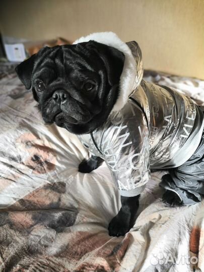 Мопс вязка мальчик