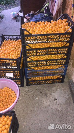 Алыча желтая