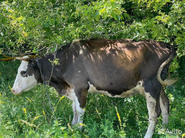 Корова дойная