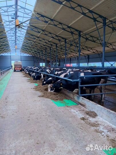 Нетели годштинской породы