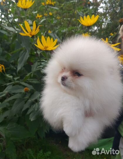 Собаки щенки шпиц