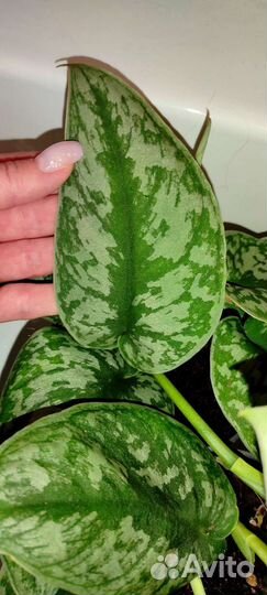 Сциндапсус Silver Lady бронирование на весну