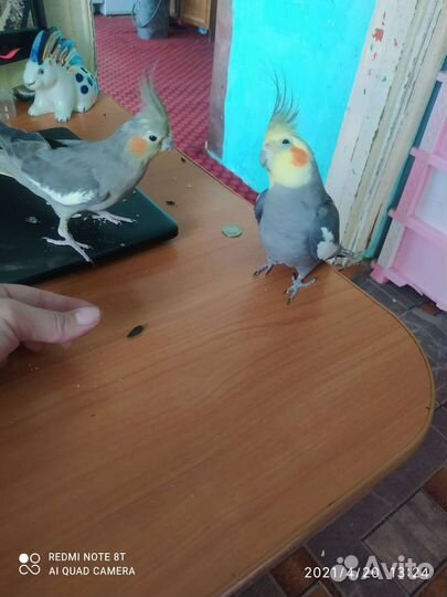 Продам попугаев