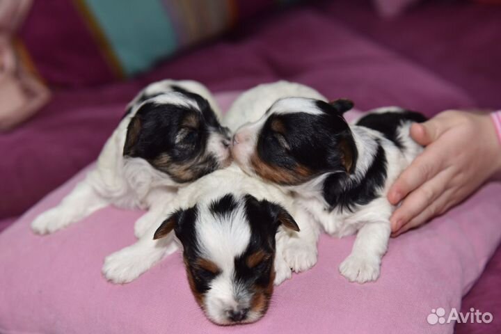 Бивер йорк девочки