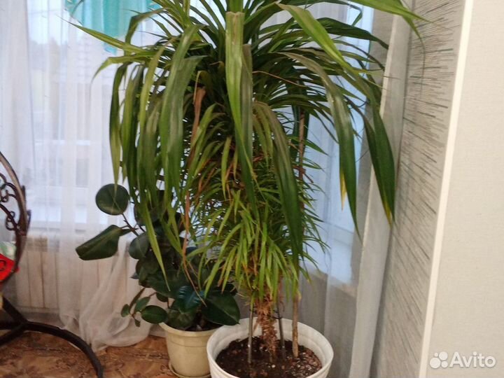 Растение Панданус