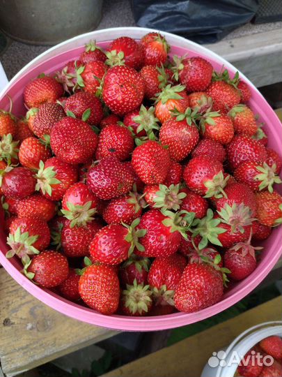 Усы клубники