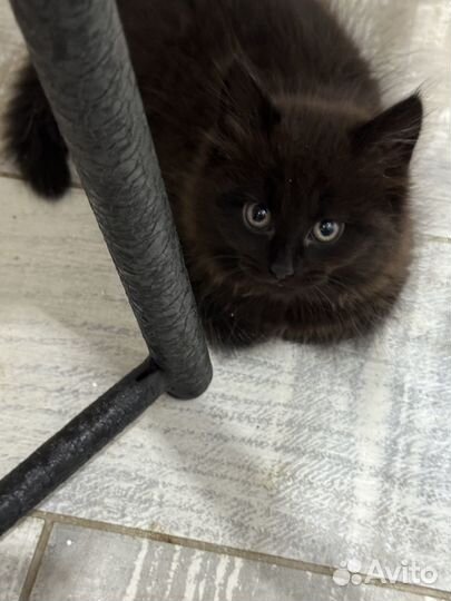 Раздам котят