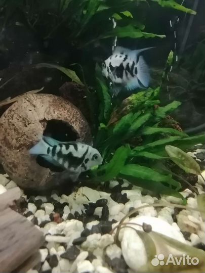 Сапфировые попугайчики, моллинезии