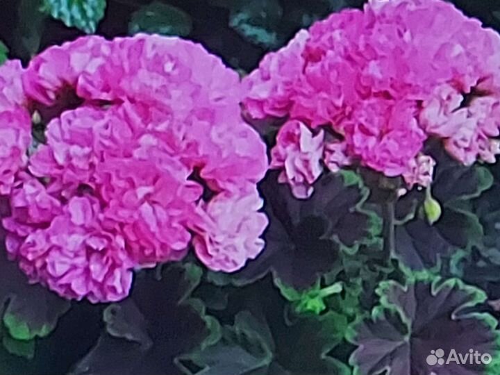 Срез сортовых пелларгоний