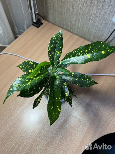 Цветы Кротон (кодиеум) Голд Сан