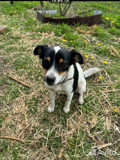 Собака подкидыш