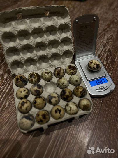 Яйцо перепелинное