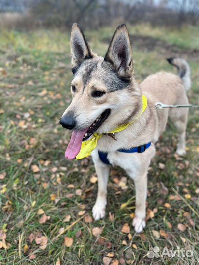 Собака в добрые руки