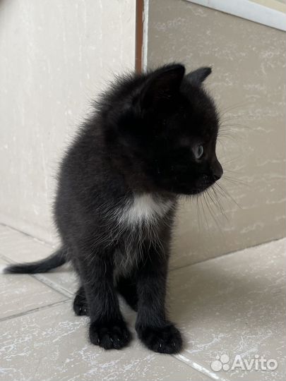 Чудесные котята