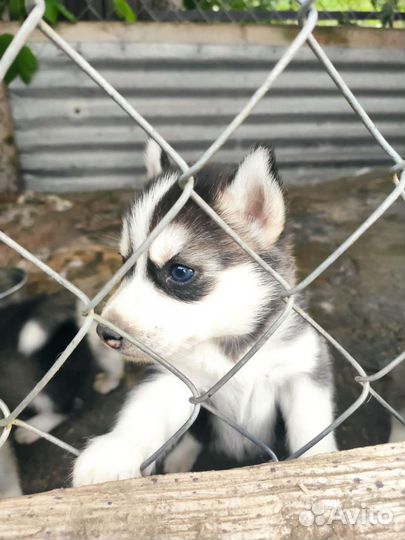 Щенки хаски