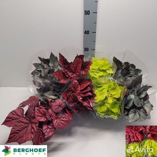 Комнатные растения на заказ