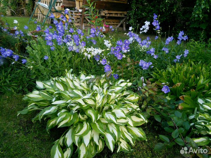 Многолетники жемчужница, тимьян,хосты, гейхеры