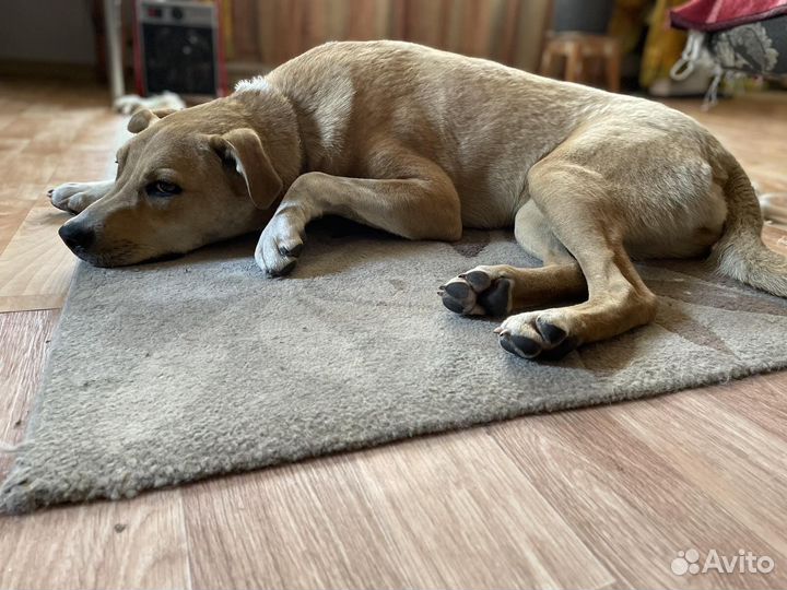 Собака в добрые руки