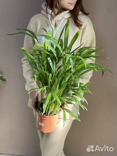 Хризалидокарпус d17