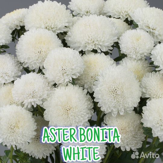 Рассада астры серии Бонита