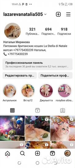 Британские котята золотая шиншилла