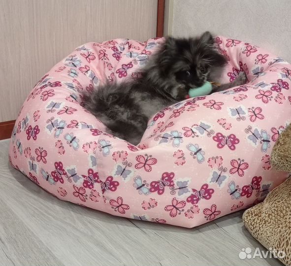 Немецкий малый шпиц