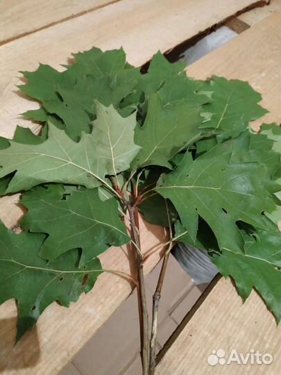 Веник дуб красный (дуб - клён )