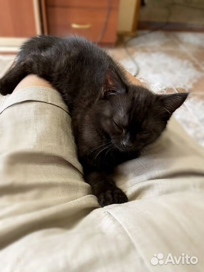 Леди и Бродяга в кошачьей версии