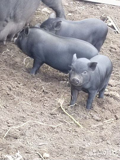 Вьетнамск вислобрюхий поросенок