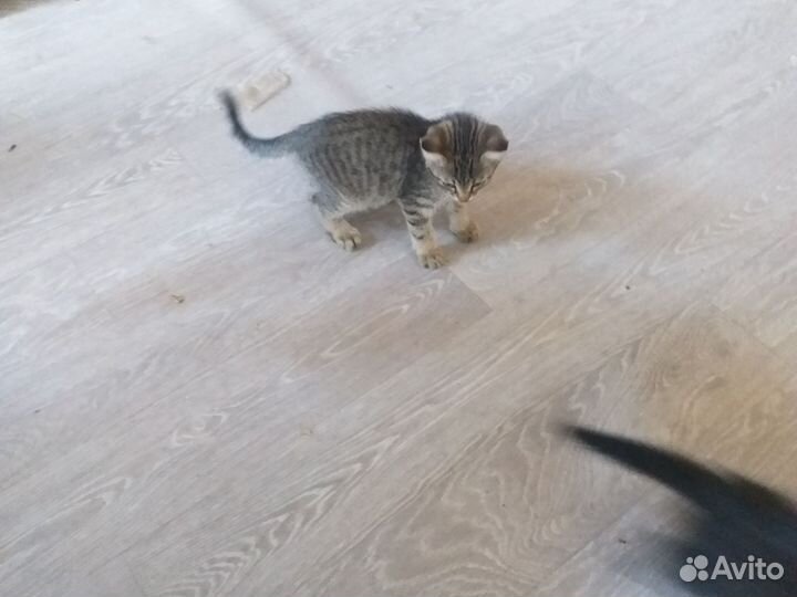 Коты крысоловы