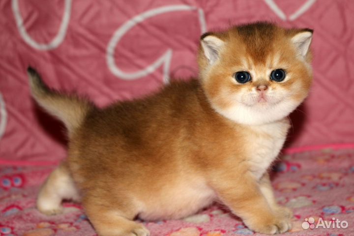 Котята британские шиншиллы золото