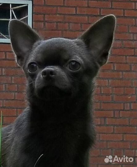 Шоколадный кобель для вязки маленького размера