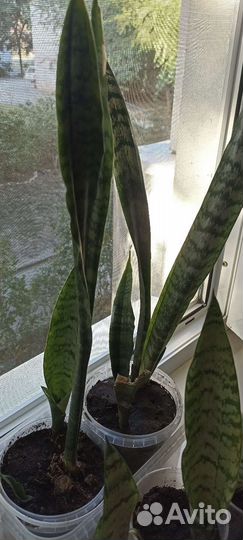 Сансевиерия