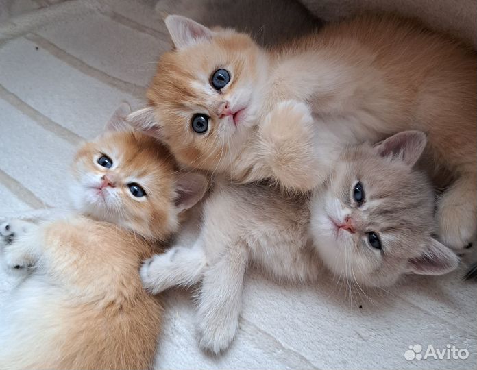 Британские котятки