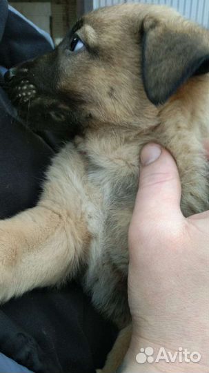 Щенки в добрые руки