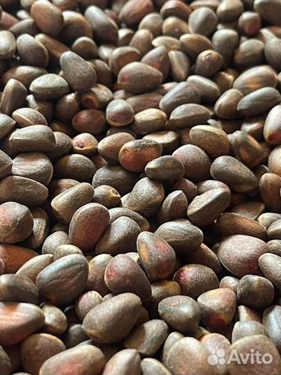 Орех кедровый 2023