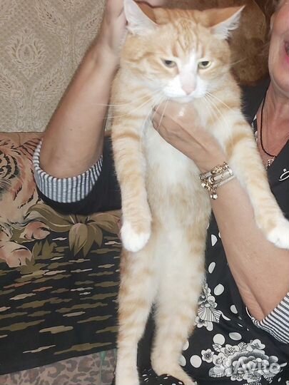 Добрые руки бесплатно