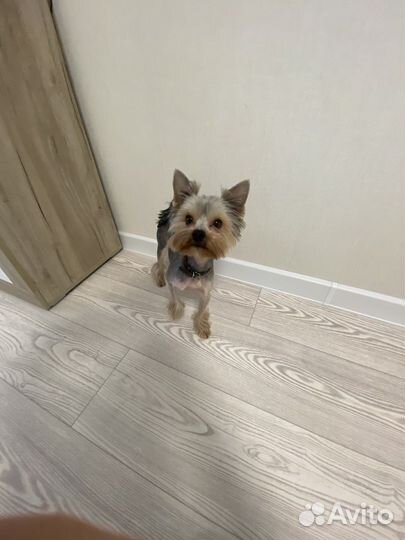 Йоркширский терьер вязка мальчик