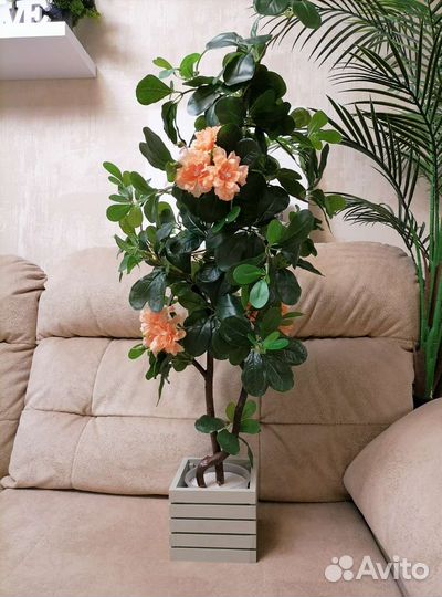 Шефлера мини-дерево