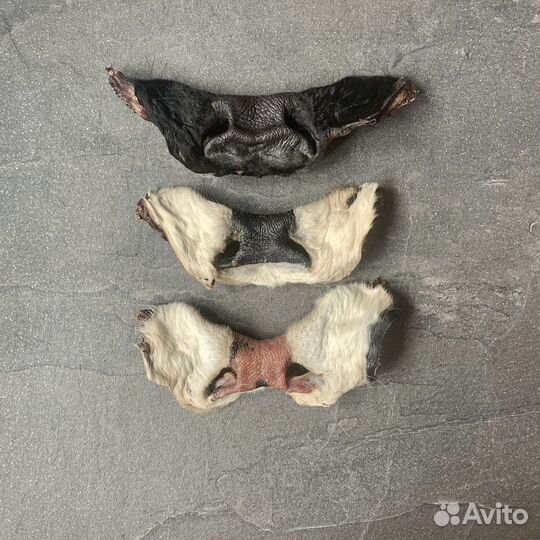 Лакомства для собак