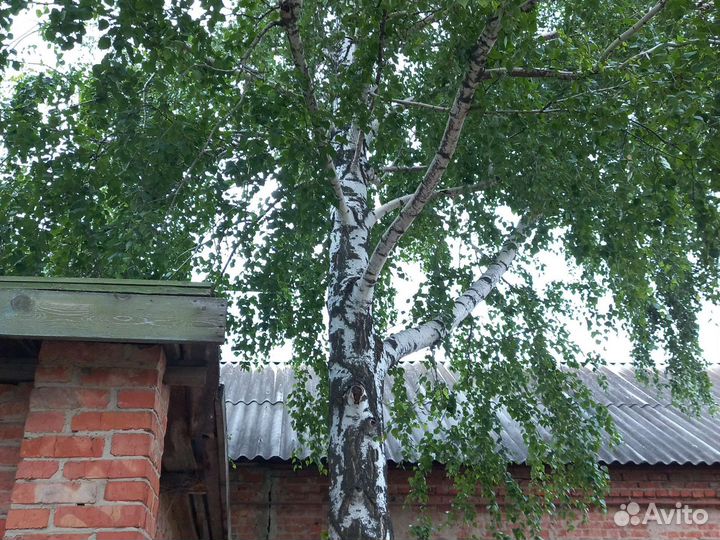 Отдам бесплатно берёзу
