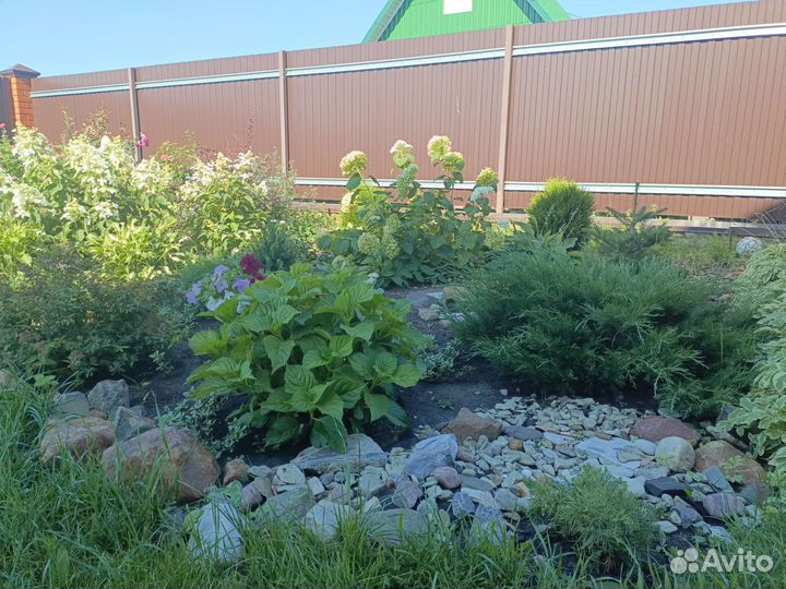 Декоративное растение