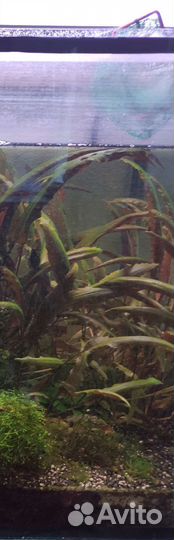 Криптокорина вендта