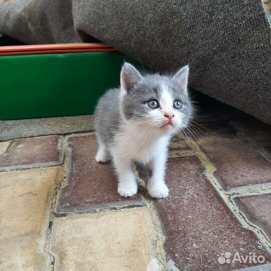 Британская вислоухая кошка