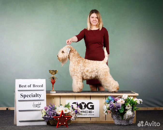 Услуги Хендлера