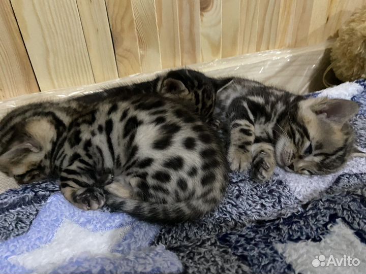 Бенгальские котята