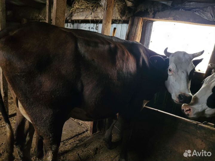 Коровы.бык.теленок