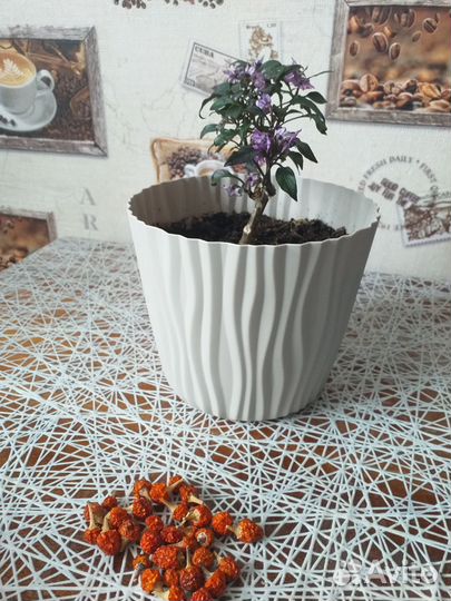 Перец комнатный острый