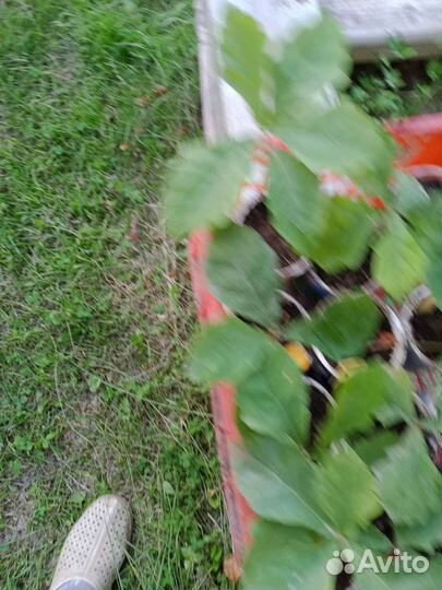 Дуб Монгольский